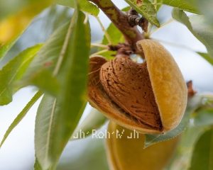 Almond Sweet(Refined)