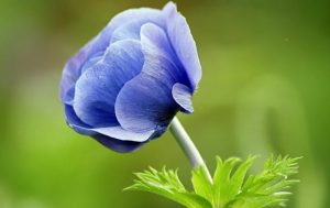 Chanel Type Bleu Fragrance Oil