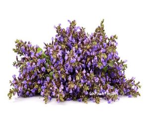 Clary Sage Essential Oil (Organic)