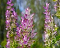 Clary Sage Essential Oil (Spain/Russia)