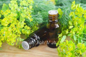 Cypress Essential Oil (Organic)