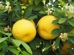 Grapefruit Essential Oil (White) (Organic)