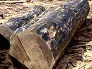 Guaiacwood Essential Oil (Wild Harvest) | Premium Guaiac Wood Essential Oil