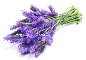 Lavandin Grosso Essential Oil (Organic)