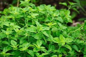 Oregano Essential Oil (Organic)