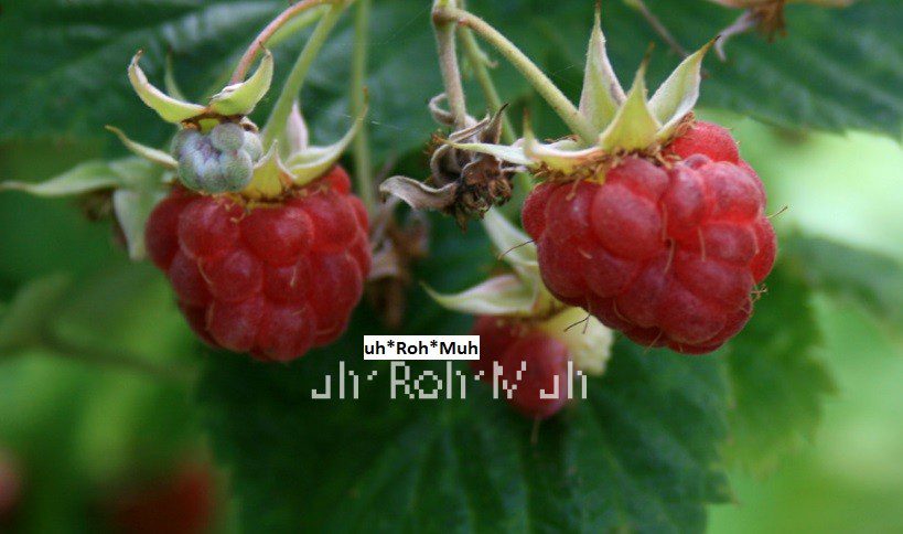 Raspberry Seed Oil (Virgin)