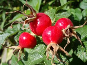 Rosehip Oil (Virgin) (Organic)
