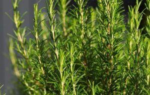 Rosemary Essential Oil (CO2)