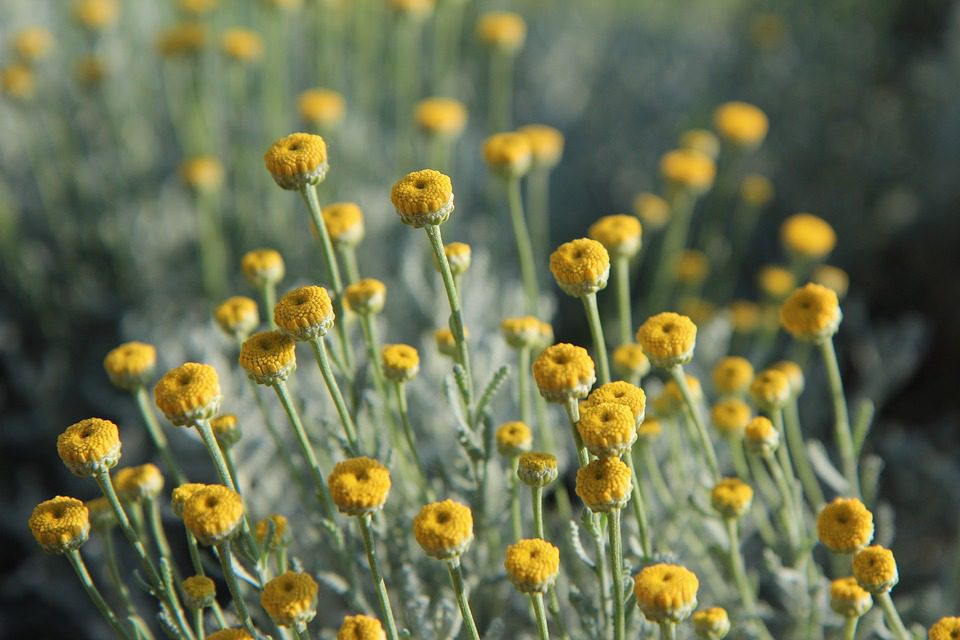 Santolin Essential Oil