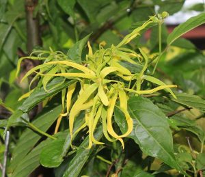 Ylang Ylang II Fragrance Oil