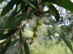 Naiouli Essential Oil