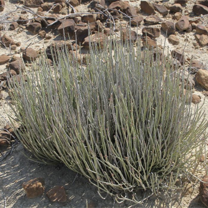 candelilla Wax N.F.