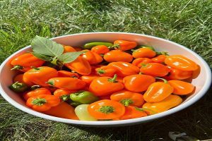 Industrial grade Paprika Oleoresin 120000 CU natural red food colorant extract
