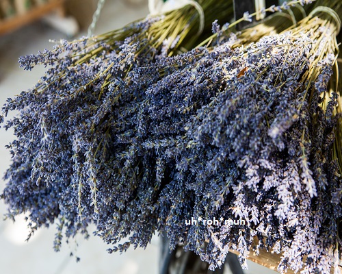 Lavender Essential Oil