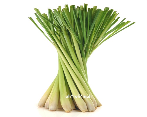 Lemongrass Essential Oil