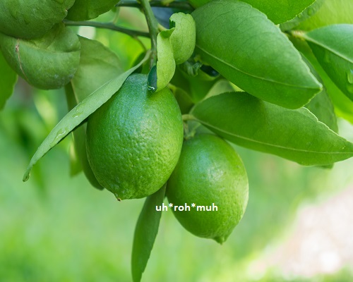 Lime Essential Oil
