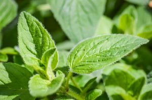 Origanum Essential Oil