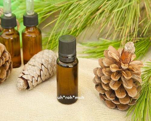 Pine Essential Oil
