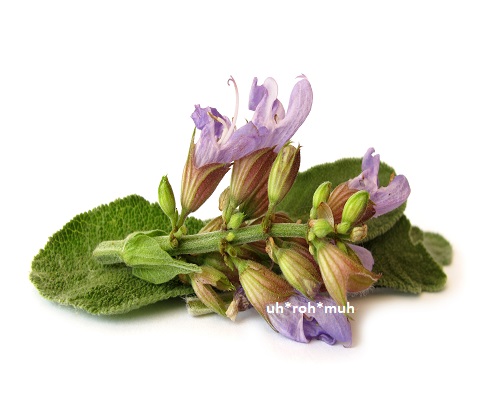 Sage Essential Oil