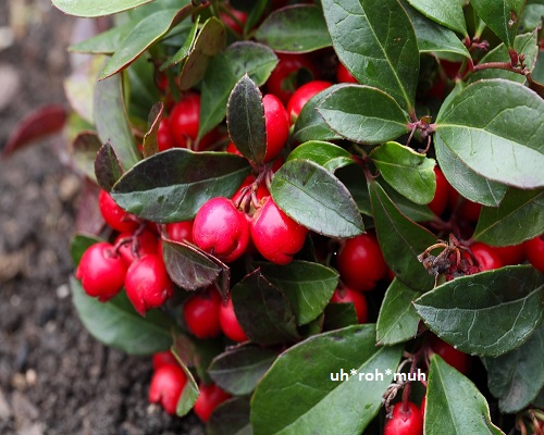 Wintergreen Essential Oil