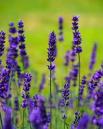 Lavender Flower Water