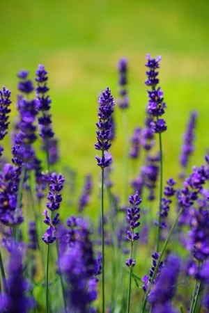 Lavender Flower Water