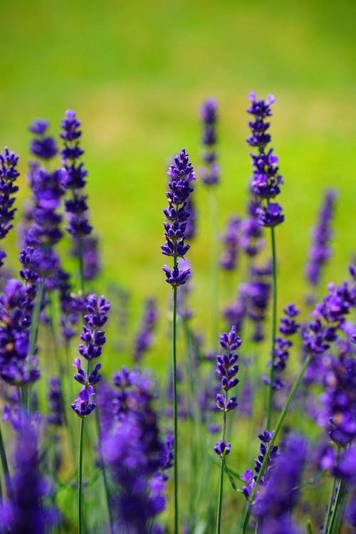Lavender Flower Water