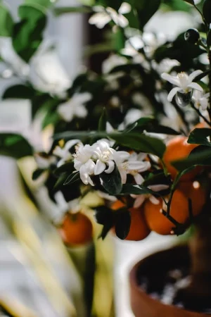 Neroli Flower Water