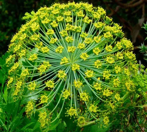 Galbanum Essential Oil