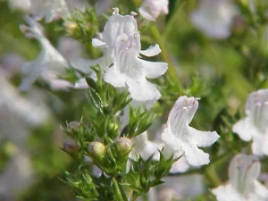 Winter Savory