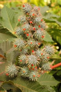 Castor oil