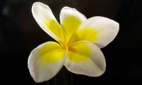 Plumeria Fragrance Oil