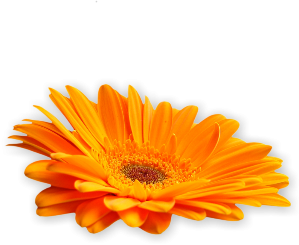 Amber Romance Fragrance Oil