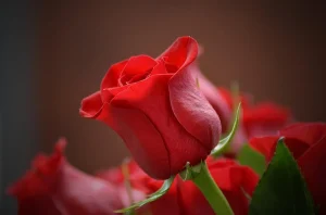 Rose Petals Fragrance Oil