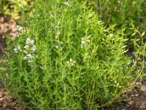 Thyme Essential Oil