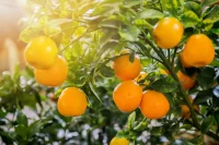 Orange oil