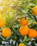 Orange oil tree scaled