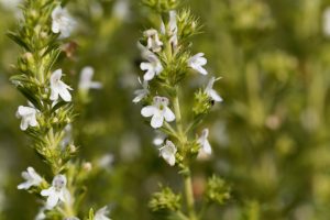 savory essential oil
