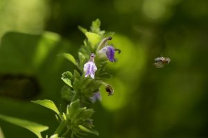 Spikenard Essential Oil