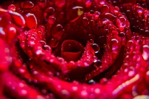 Rose Hydrosol