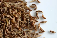 Caraway Seed Essential Oil