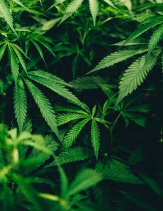 Hemp Essential Oil