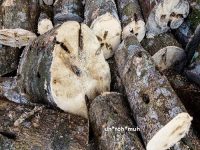 Agarwood Essential Oil (India) (Wild Harvest)