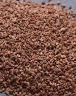 Ajwain Essential Oil