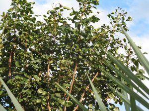 Amyris Essential Oil