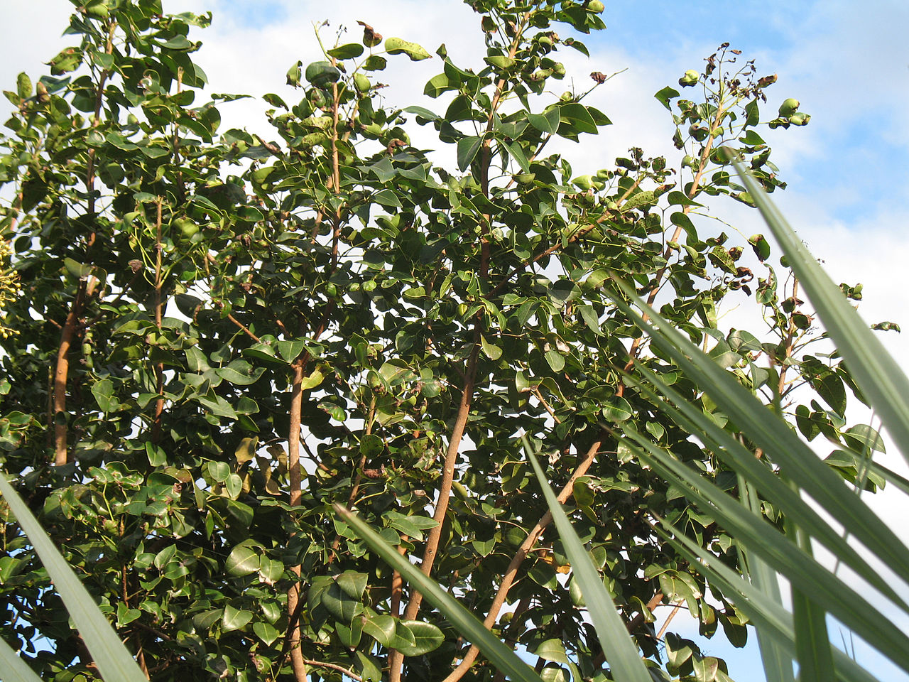 Amyris Essential Oil
