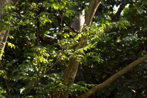 Balsam Peru Essential Oil