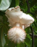 Baobab Oil (Virgin) (Organic)