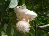 Baobab Oil (Virgin) (Organic)