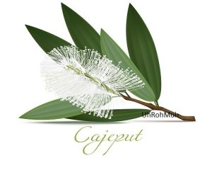 Cajeput Essential Oil